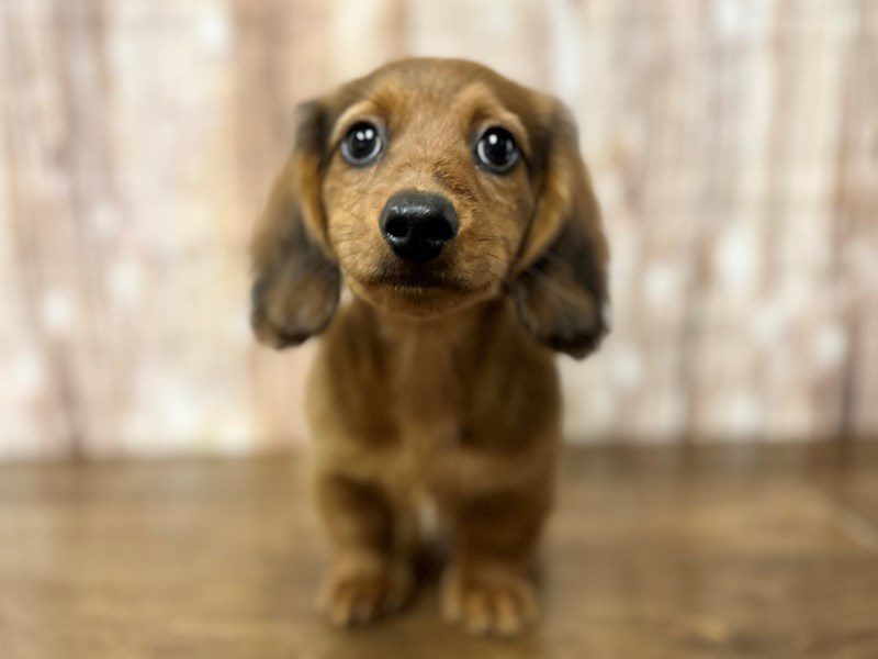 [#4060] Shaine - Sable Male Dachshund Puppies for Sale