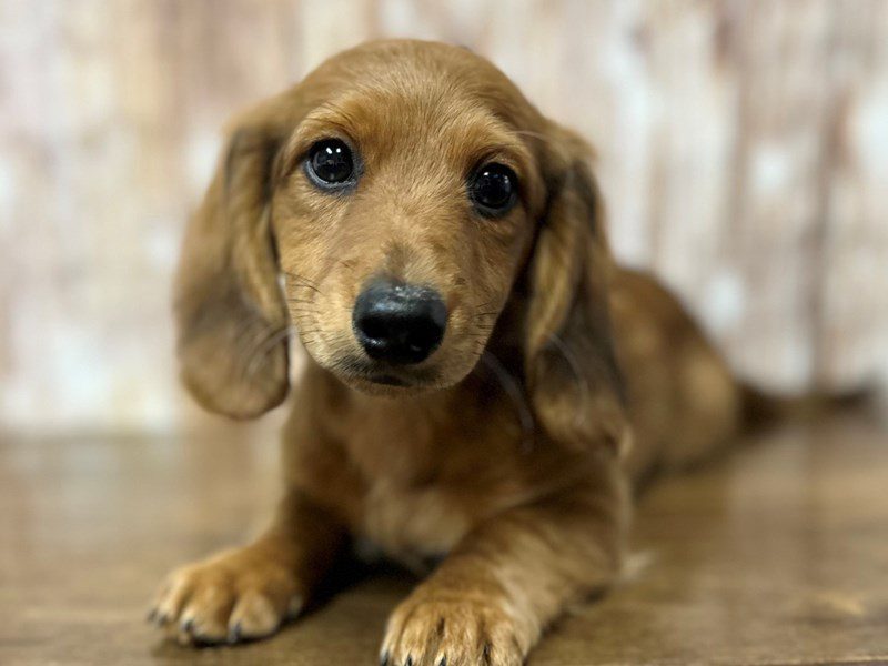 [#4059] Baylor - Sable Male Dachshund Puppies for Sale