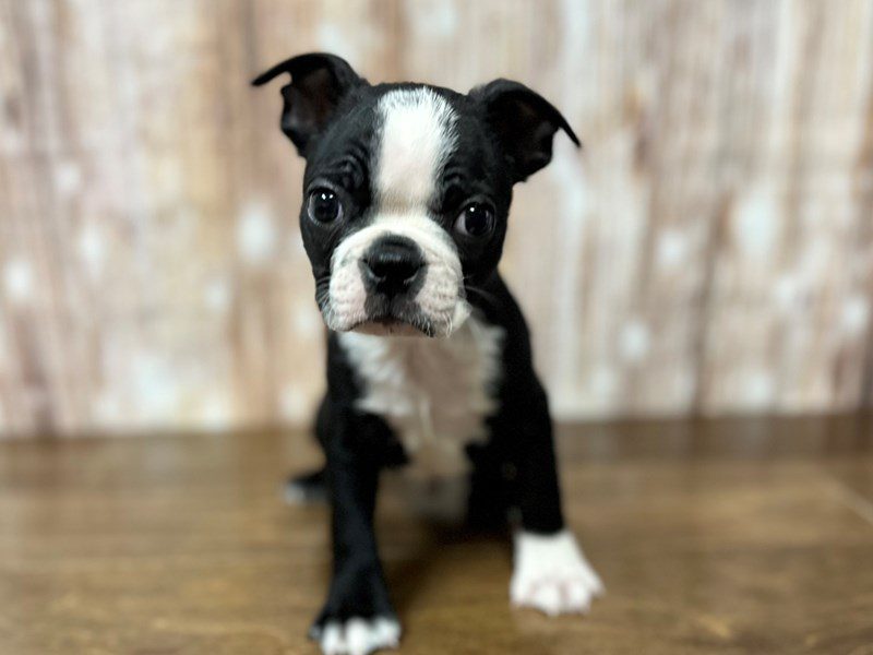 [#4064] George - Black and White Male Boston Terrier Puppies for Sale