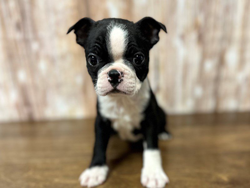 Boston Terrier Dog Female Black and White 4062