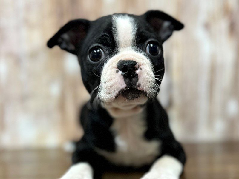 Boston Terrier Dog Male Black and White 4063