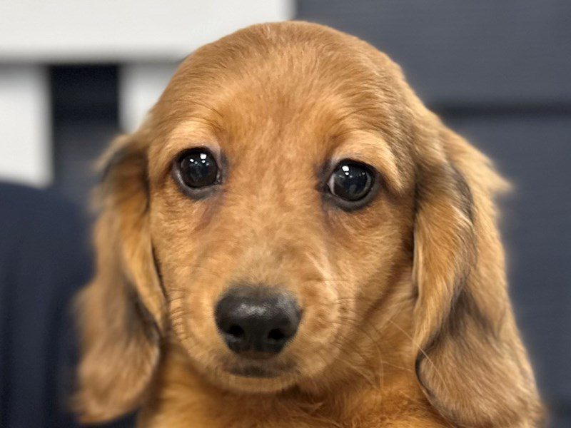 [#4061] Kato - Sable Male Dachshund Puppies for Sale