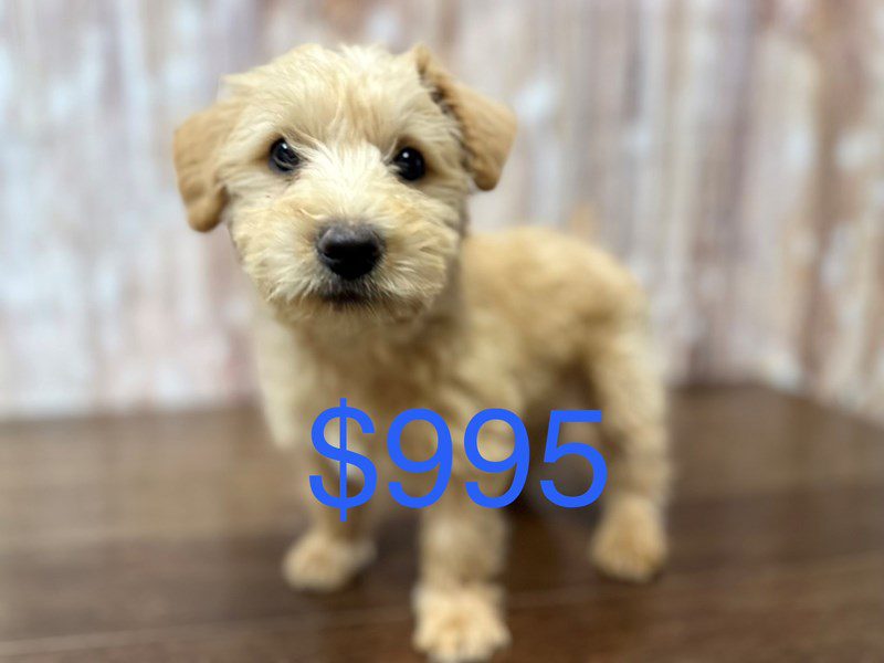 Westiepoo Dog Male Tan 3992