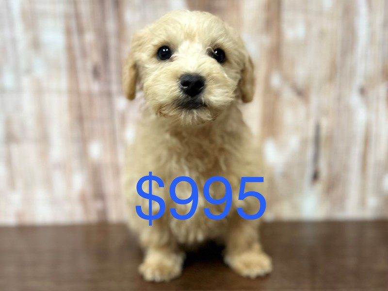 [#3989] Rooger - Tan Male Westiepoo Puppies for Sale