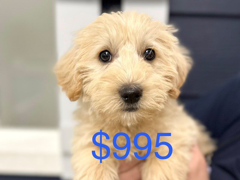 Westiepoo Dog Female Tan 3988