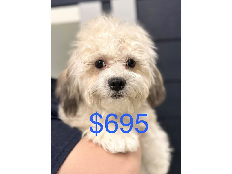 Teddy Bear (Shihchon) Dog Male Tri color 3894