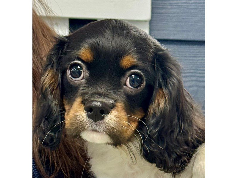 [#4030] Charlie - Tri color Male Cavalier King Charles Spaniel Puppies for Sale