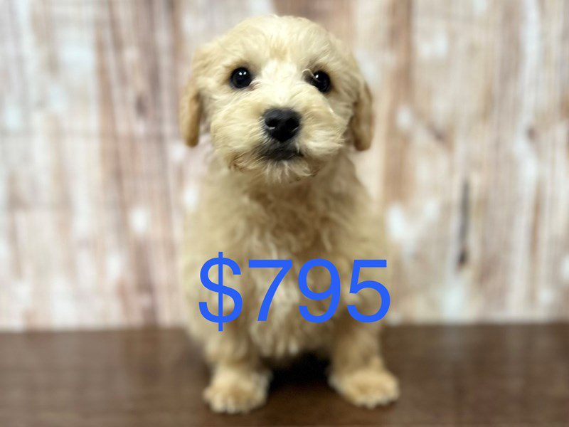 [#3989] Rooger - Tan Male Westiepoo Puppies for Sale