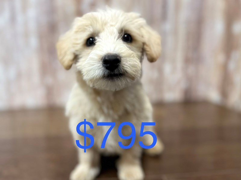 [#3990] Karson - Tan Male Westiepoo Puppies for Sale