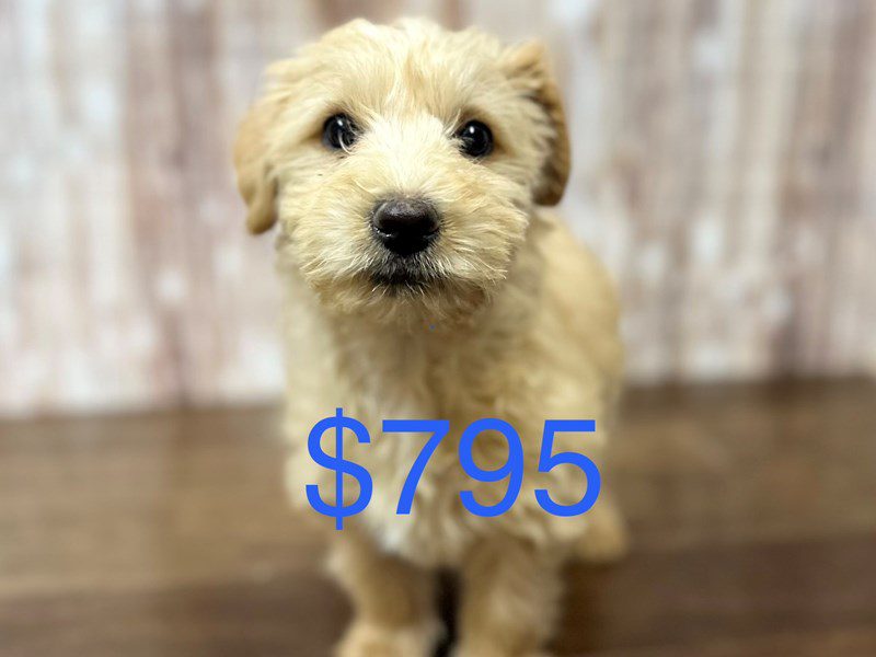 [#3991] Teddy - Tan Male Westiepoo Puppies for Sale
