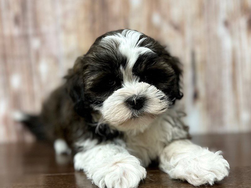 Shihpoo Dog Female Chocolate and white 4083