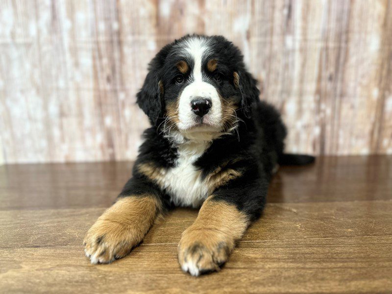 Bernese Mountain Dog Dog Male Tri color 4066