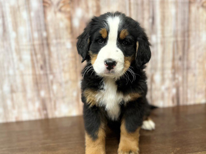 Bernese Mountain Dog Dog Female Tri color 4067