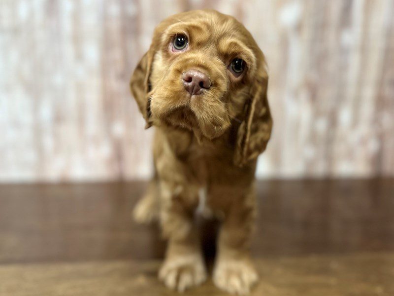 Cocker Spaniel Dog Male Red 4086