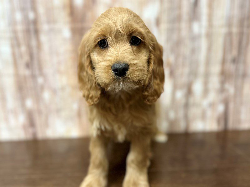 Cockapoo Dog Male Red 4072