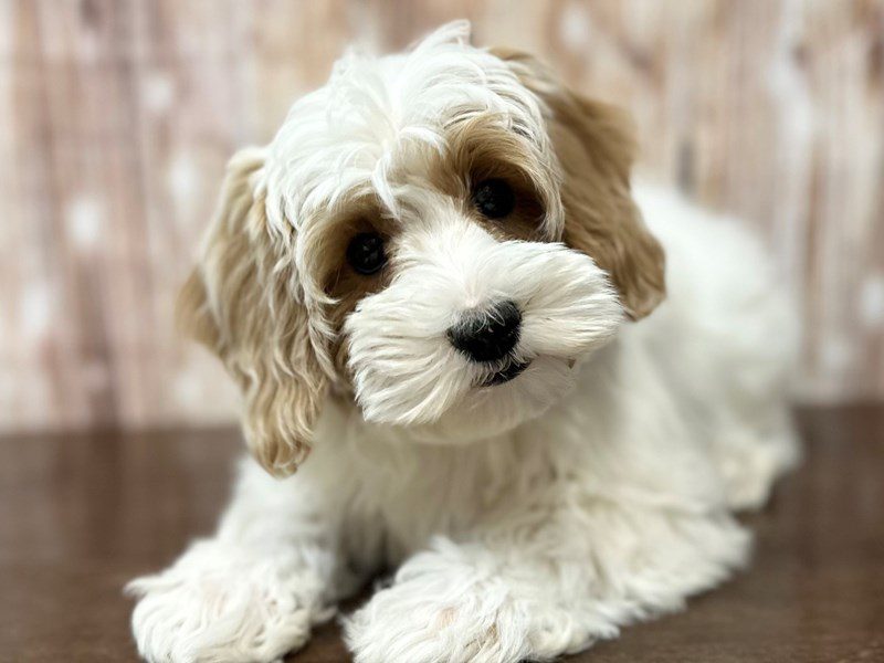 Maltipoo Dog Female White and tan 4005