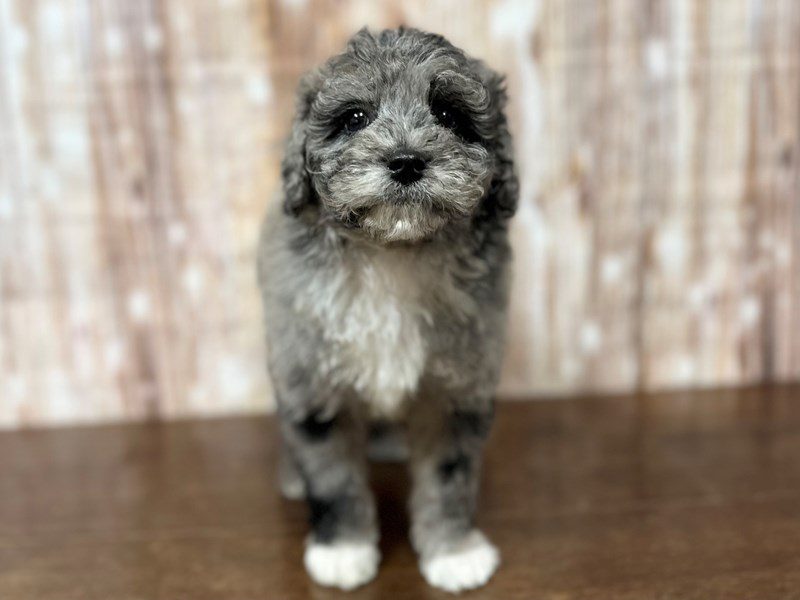 [#4025] Cam - Blue merle Male Bichapoo Puppies for Sale