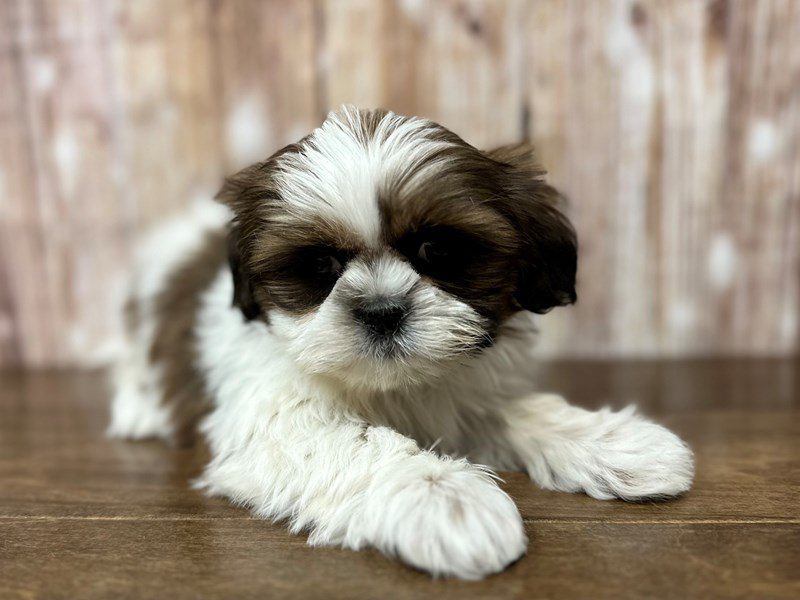 [#4046] Lainey - Brown and white Female Shih Tzu Puppies for Sale