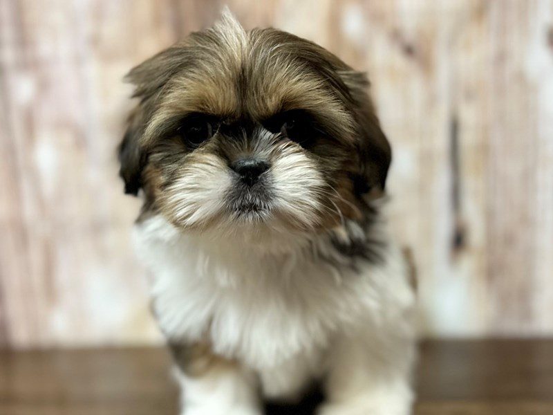 Shih Tzu Dog Female Brown and white 4048