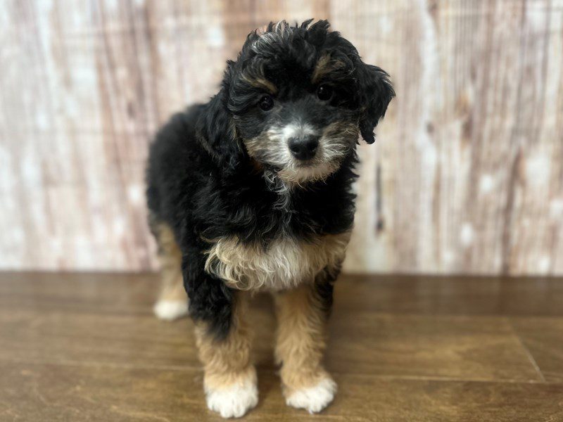 [#4051] Rose - Tri color Female F1B Mini Bernedoodle Puppies for Sale