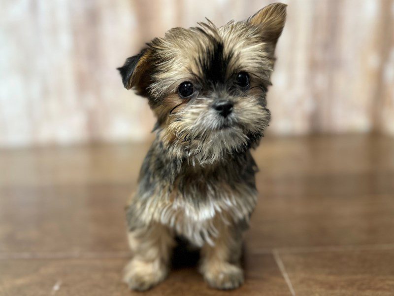 Shorkie Dog Female Brown and black with white 4054