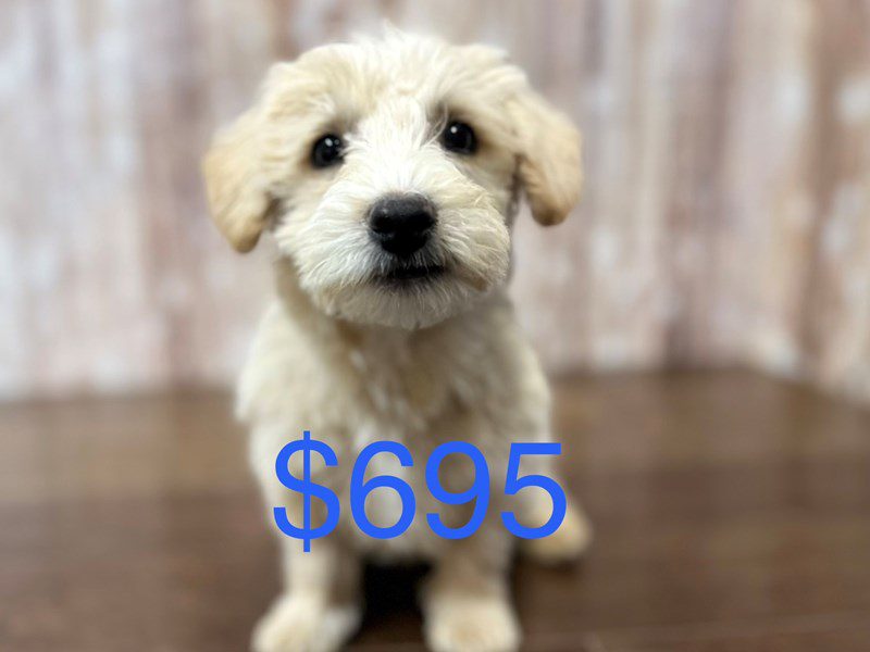 Westiepoo Dog Male Tan 3990