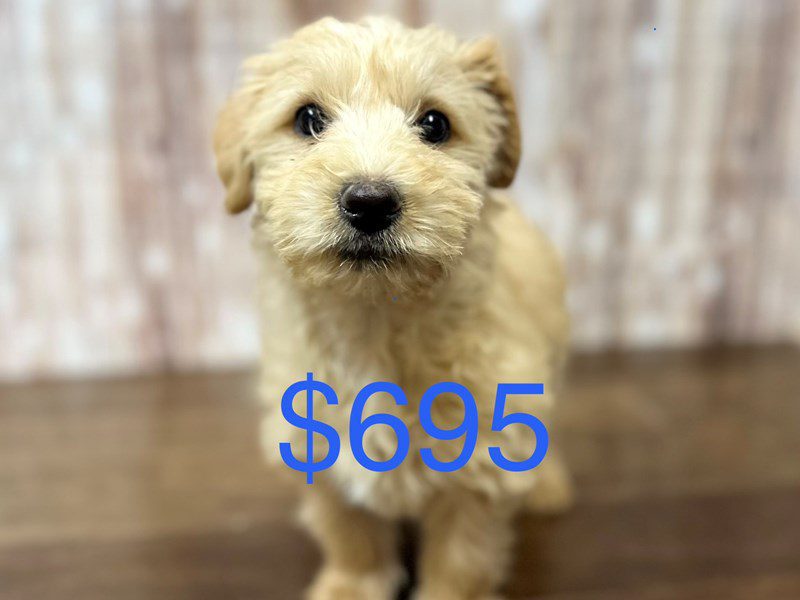 Westiepoo Dog Male Tan 3991