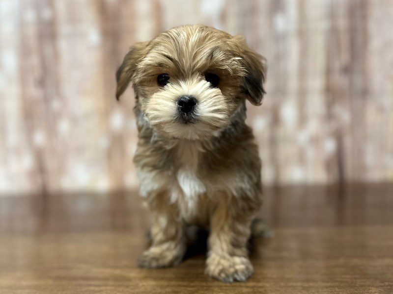 [#4074] Tank - Brown Male Morkie (Yorkshire Terrier X Maltese) Puppies for Sale