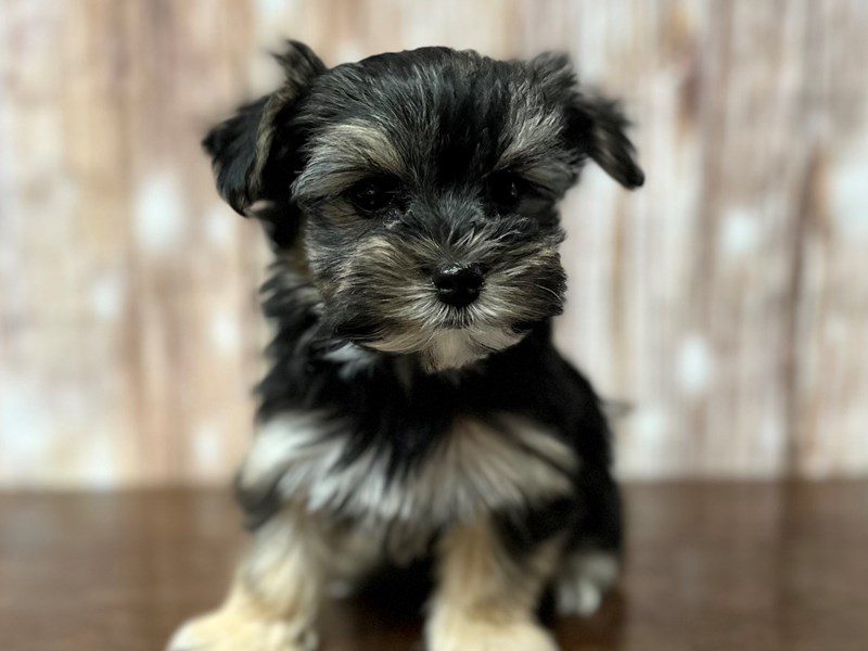 [#4079] Juno - Black and tan Female Morkie (Yorkshire Terrier X Maltese) Puppies for Sale