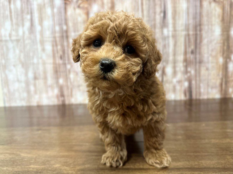 [#4085] Carlisle - Red Male F1B Bichapoo Puppies for Sale