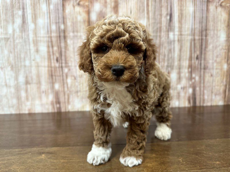 [#4084] Jasper - Red and white Male F1B Bichapoo Puppies for Sale