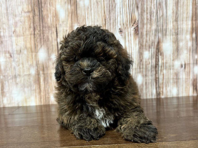 Shihpoo Dog Male Chocolate and black 4082