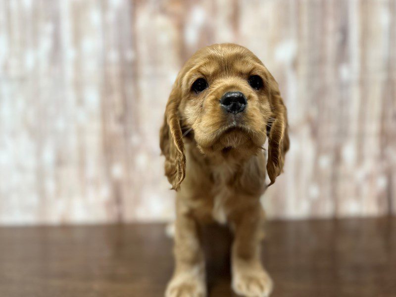 Cocker Spaniel Dog Female Red 4088