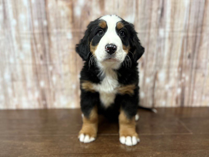 [#4068] Twila - Tri color Female Bernese Mountain Dog Puppies for Sale