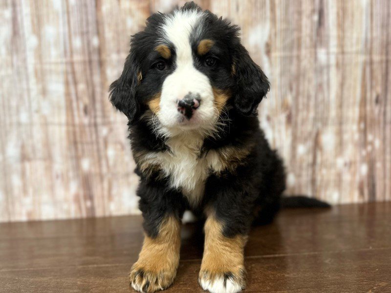 [#4065] Beauford - Tri color Male Bernese Mountain Dog Puppies for Sale