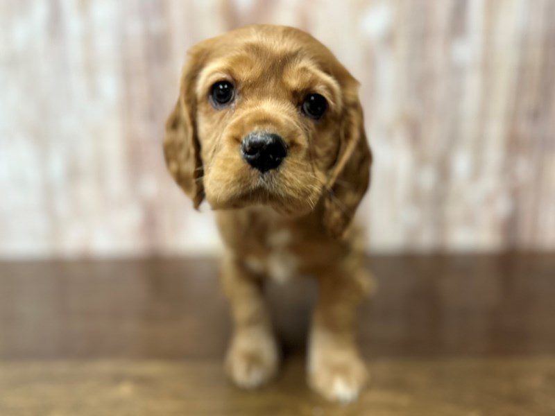 [#4087] Paris - Red Female Cocker Spaniel Puppies for Sale