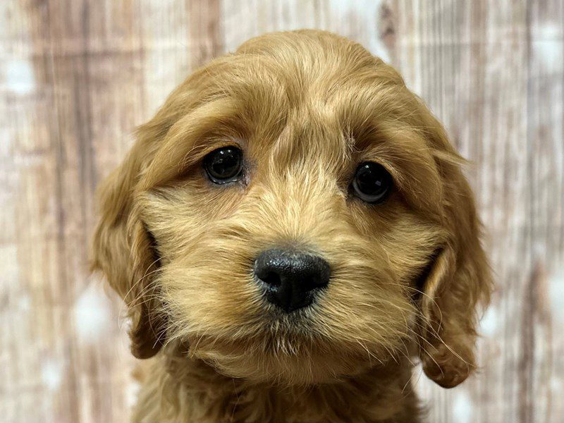 [#4071] Rover - Red Male Cockapoo Puppies for Sale