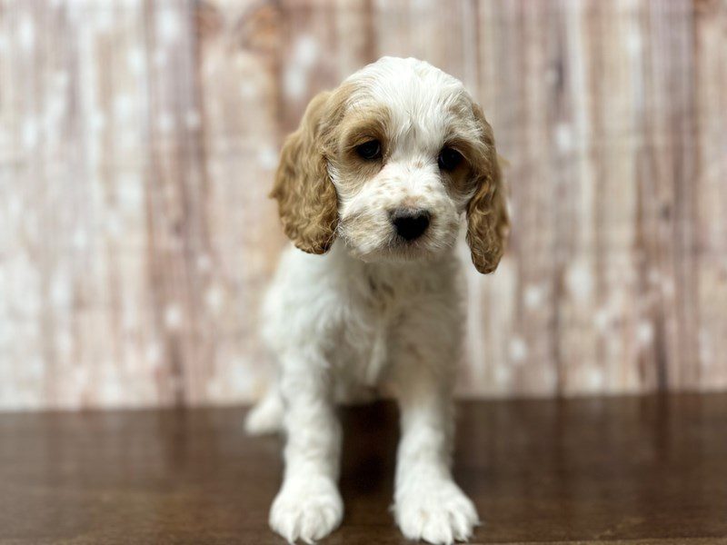 Cockapoo Dog Male White and tan 4073