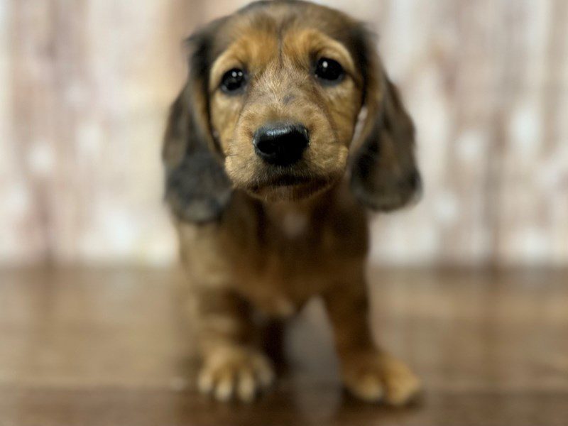 [#4094] Phoenix - Sable Female Dachshund Puppies for Sale