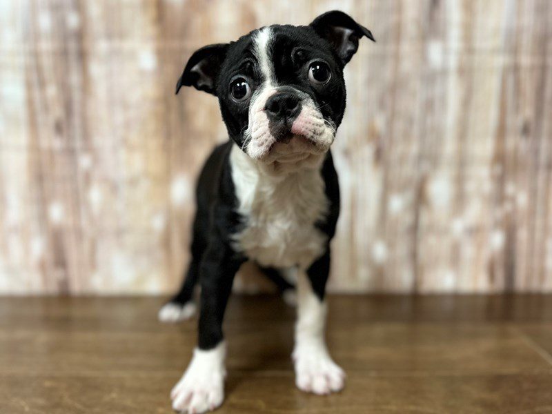Boston Terrier Dog Female Black and white 4100