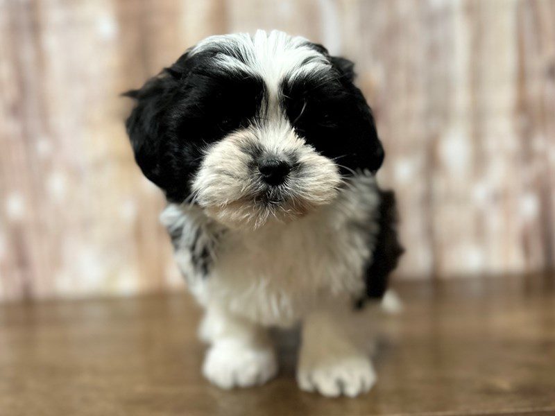 [#4102] Lyla - Black and white Female Teddy Bear (Shihchon) Puppies for Sale