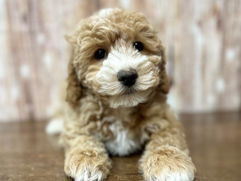 [#4106] Bluey - Apricot Male Bichapoo Puppies for Sale