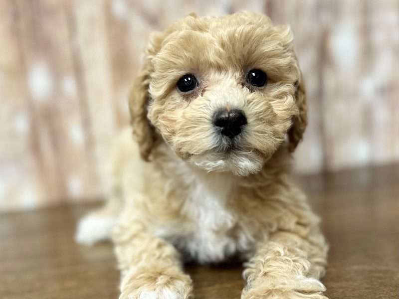 [#4103] Gracie - Apricot Female Bichapoo Puppies for Sale