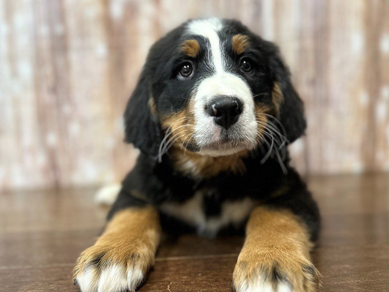 Bernese Mountain Dog Dog Male Tri color 4090