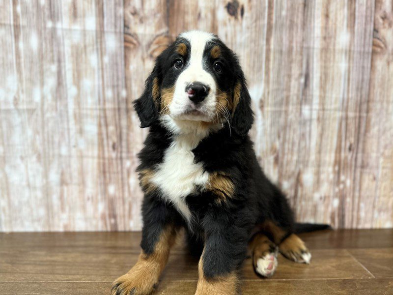 Bernese Mountain Dog Dog Male Tri color 4089