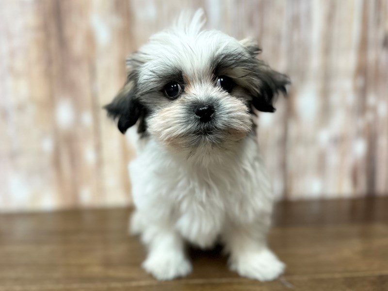 [#4095] Maggie ON HOLD/DEPOSIT - brown and white Female Malshi Puppies for Sale