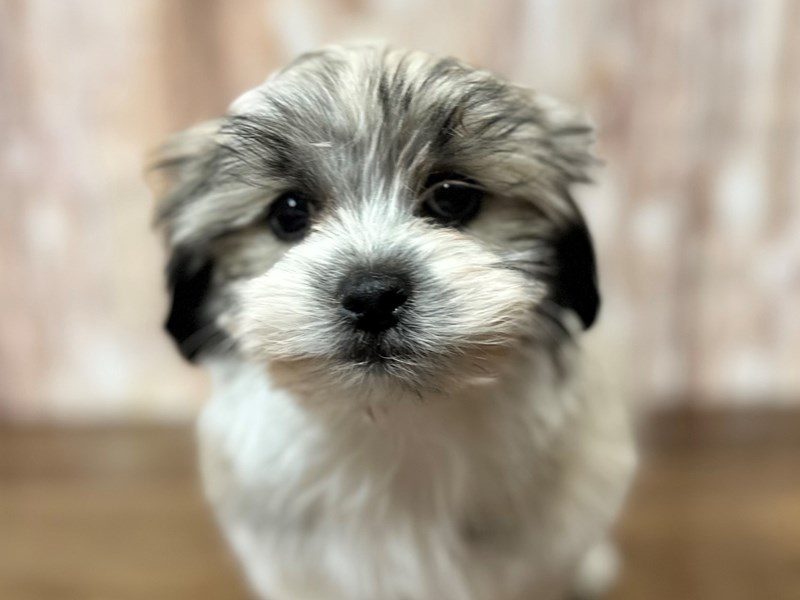 [#4097] Joseph - brown and white Male Malshi Puppies for Sale