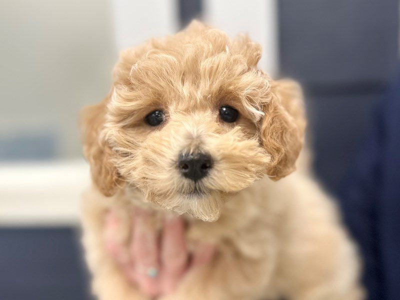 [#4104] Pearl - Apricot Female Bichapoo Puppies for Sale