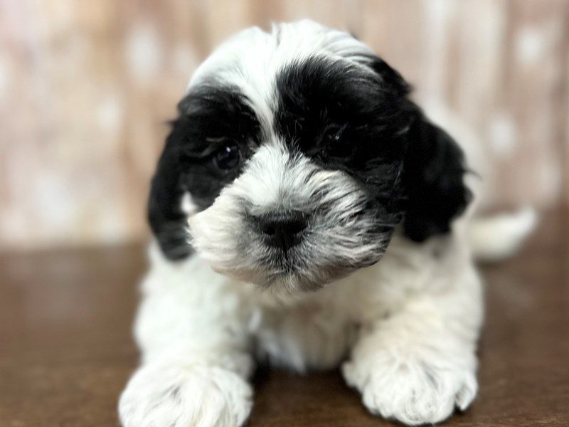 [#4117] Cooper - Black and white Male Teddy Bear (Shihchon) Puppies for Sale