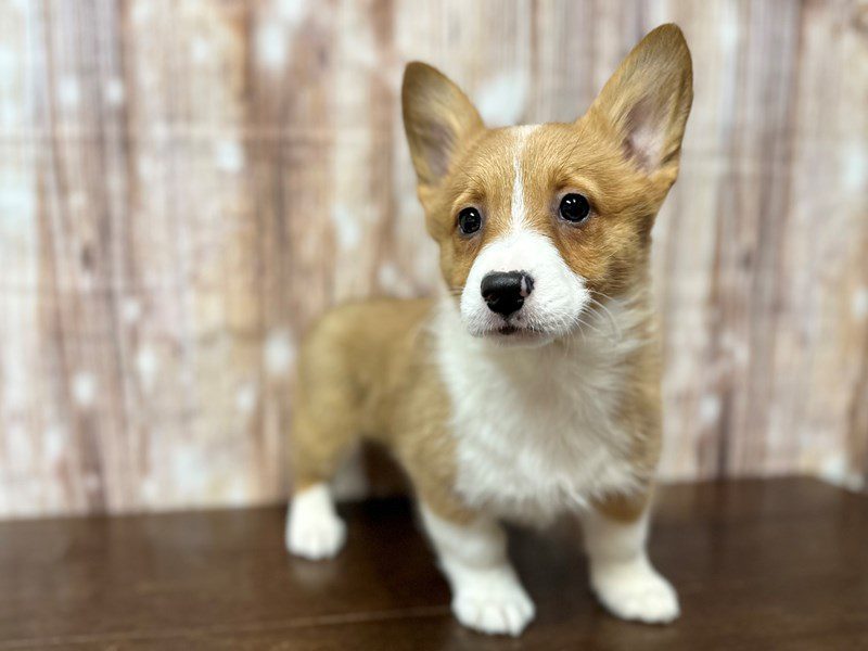 [#4112] Callie - Sable Female Pembroke Welsh Corgi Puppies for Sale